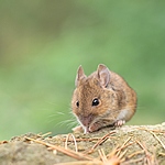 Mulot sylvestre (Apodemus sylvaticus) par Pierre BOURGUIGNON ...